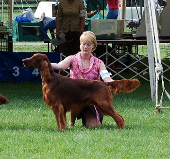 Tank being shown at the National in Virginia. April 2013 He is 12 months old.
