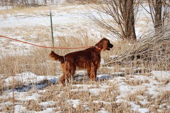 Journey looking for the bird.
