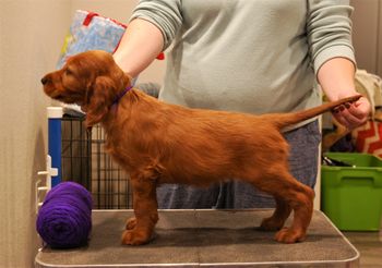 Purple girl at 6 weeks old.
