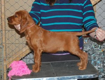 Pink girl at 7.5 wks old.
