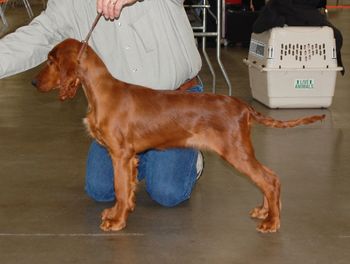 Kash is 3 1/2 months old here. Jan 2012
