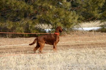 Bode getting started with the field trainer. Feb. 27, 2010
