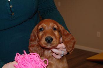 8 wks pink girl head shot
