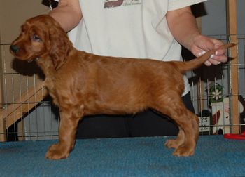 Bagger/Blaise Boy 6 wks old
