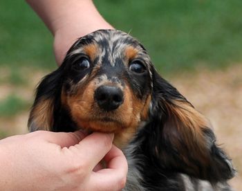 Green boy head shot at 12 wks.
