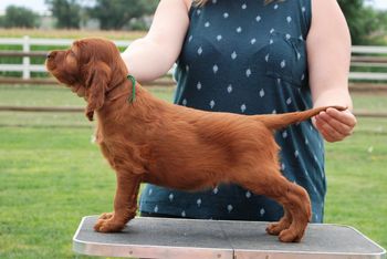 Green boy at 7 wks.
