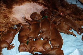 3 days old - getting bigger bellies!!
