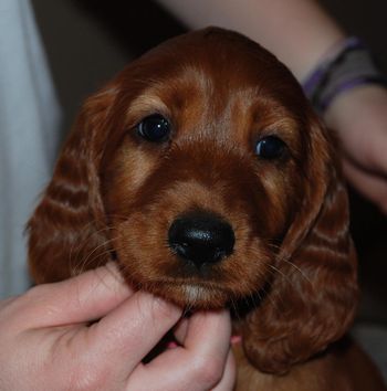 Pink girl at 7 wks old.
