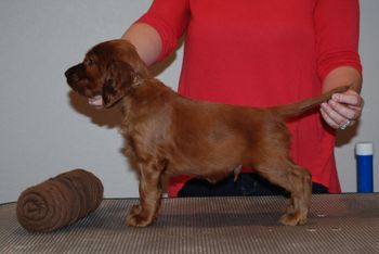 Brown boy at 6 weeks old.
