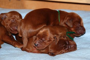Truy a puppy pile - the top puppy isn't even touching the ground!
