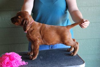 Pink girl at 6 weeks.
