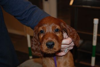 Dark purple girl at 7 weeks old.
