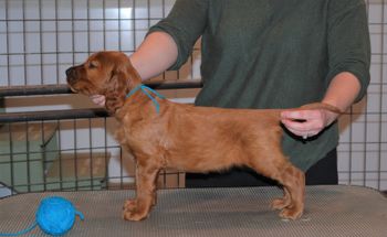 Teal boy at 5.5 weeks old.
