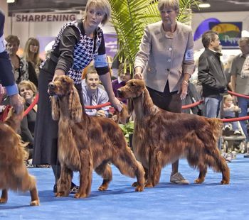 Bo in the ring. Right behind Bo is his son, Pierce (Tramore Galewinns Mak'n An Impact) with Ginny Swanson.
