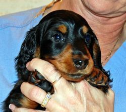 Baron's head at 7 weeks old.
