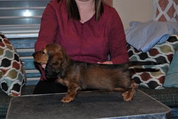 Red girl at 9.5 weeks old.
