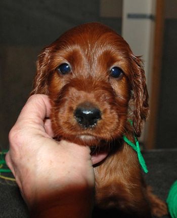 Green boy at 5 wks old.
