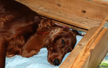 Here is the red boy.  He is so cute...but you can see that he is smaller.  We are still supplementing him and he is growing and gaining weight.
