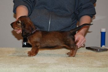 Purple girl at 8 weeks old.
