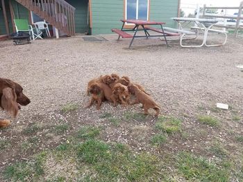 Puppies are 27 days old now.  I took them outside for the first time this evening.  So funny to watch them start to explore.
