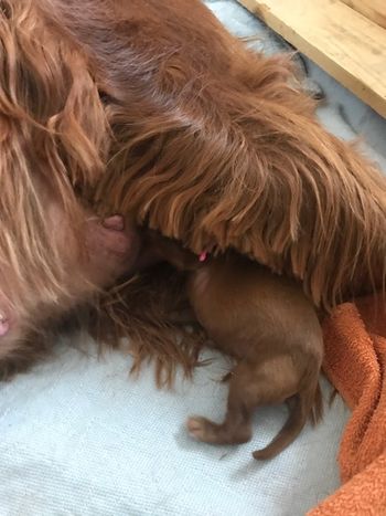 PJ's first puppy - pink girl.  She nursed immediately.
