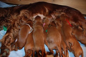 13 days old - just look at those fat tummies!
