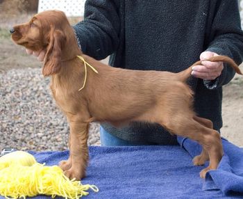 Yellow Girl - 9 wks "Curry" Owned by: Rebecca & Dustin Blodgett Flagstaff, Arizona
