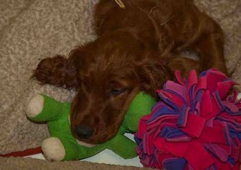 Rio - exhausted after the dachshund puppy party! She had a blast. 1/8/09
