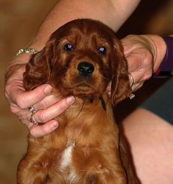 Black boy at 5 wks old.
