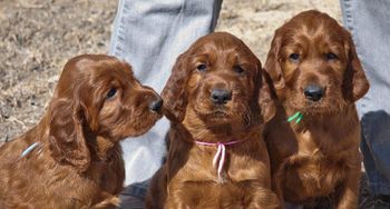 Pups get to go outside. They weren't sure what to think at first! Mar 21, 2011
