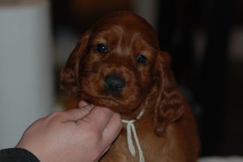 White girl at 5 weeks.
