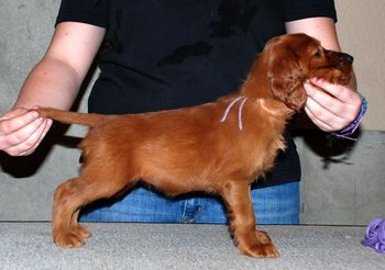 Purple girl 6 weeks old.
