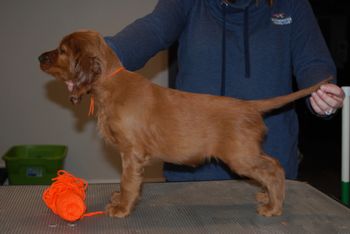 Orange girl at 7 weeks old.
