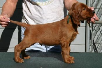 Dark Green Boy First stack at 6 weeks
