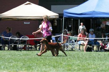 Kash in the ring at the irish setter national in Santa Rosa, California. June 2012
