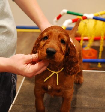 Yellow girl at 6 weeks old.
