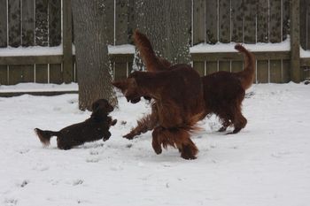 Who's says I am small!! This is Wally playing with his irish setter buddies. Feb. 2012
