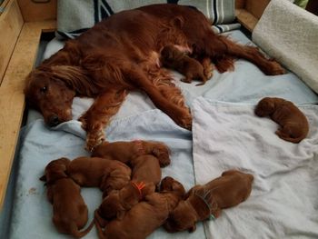 Sweetwood clearance irish setters