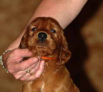 Orange girl at 5 wks old.
