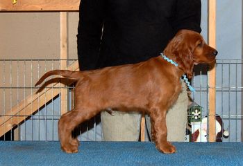 Blue boy 7.5 weeks old
