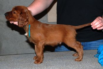 Teal boy 6 weeks.
