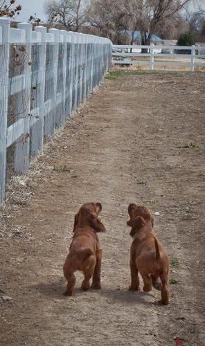 The two boys taking a stroll...
