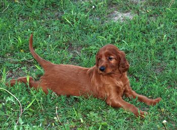 Relaxing in the grass.
