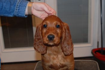 Brown boy at 9 weeks old.
