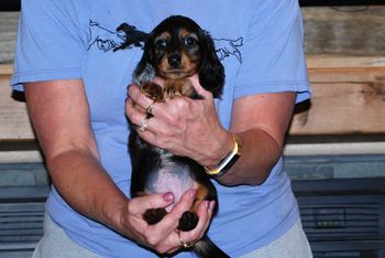 Orange girl at 6 wks.
