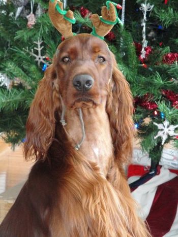 "Blaze" Huntersglen Galewinns Better Believe It Owners: Leslie Wallendar. Wisconsin. Blaze at Christmas 2010. Bode and Blaze have the exact same face and expression - they could be brothers!! lol
