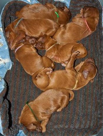 This is half of the litter in their puppy bin. The other half is in with Journey.
