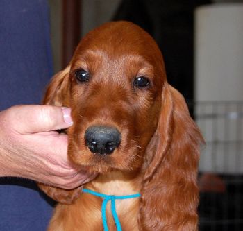 Blue boy's head at 9 weeks old.
