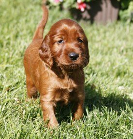 Theyare 5 weeks old today. This is yellow girl.
