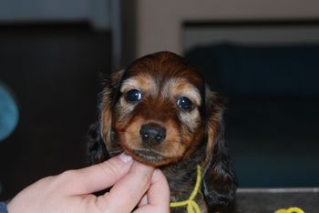 Yellow girl at 7 weeks old.
